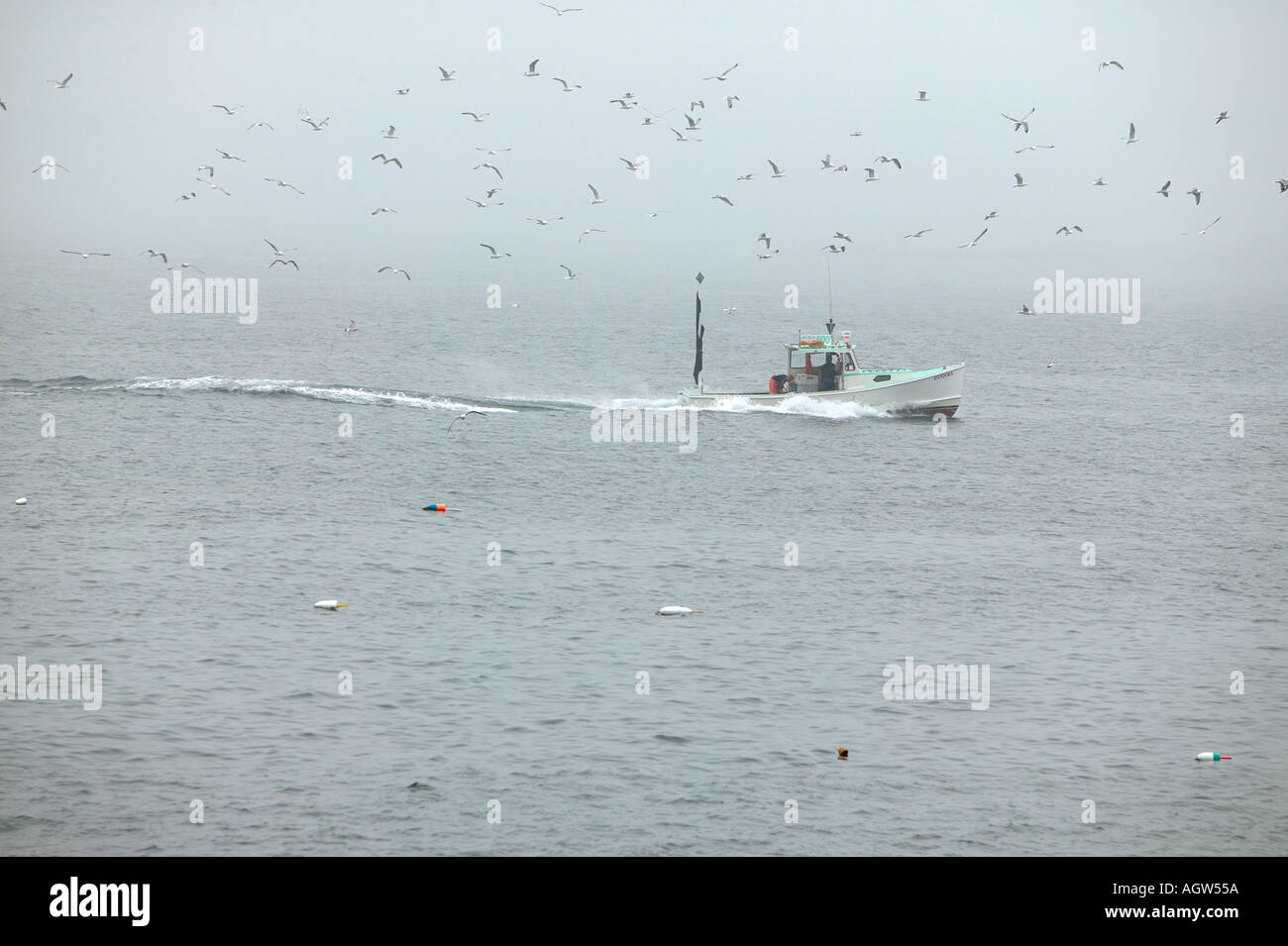 Hummer-Boot aus Schoodic Peninsula Acadia Nationalpark Maine USA Stockfoto