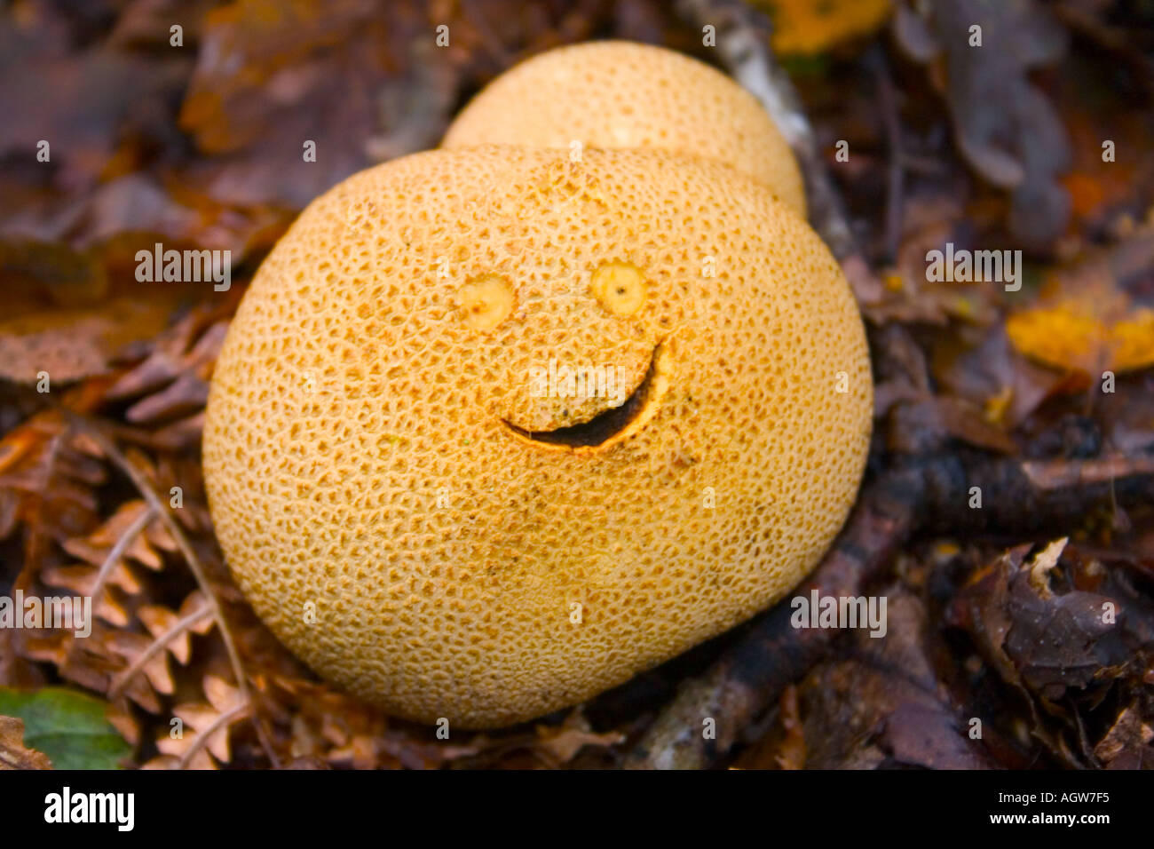 Puff Ball, Pilze, Braun Wald lustiges Gesicht Markierungen Katalog Zeitung Spaß Stockfoto