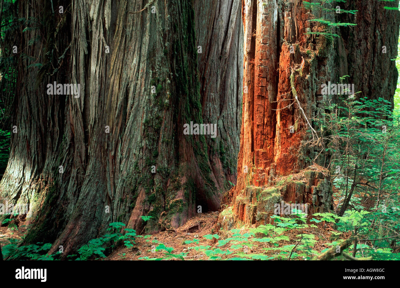 Western Red Cedar Stockfoto