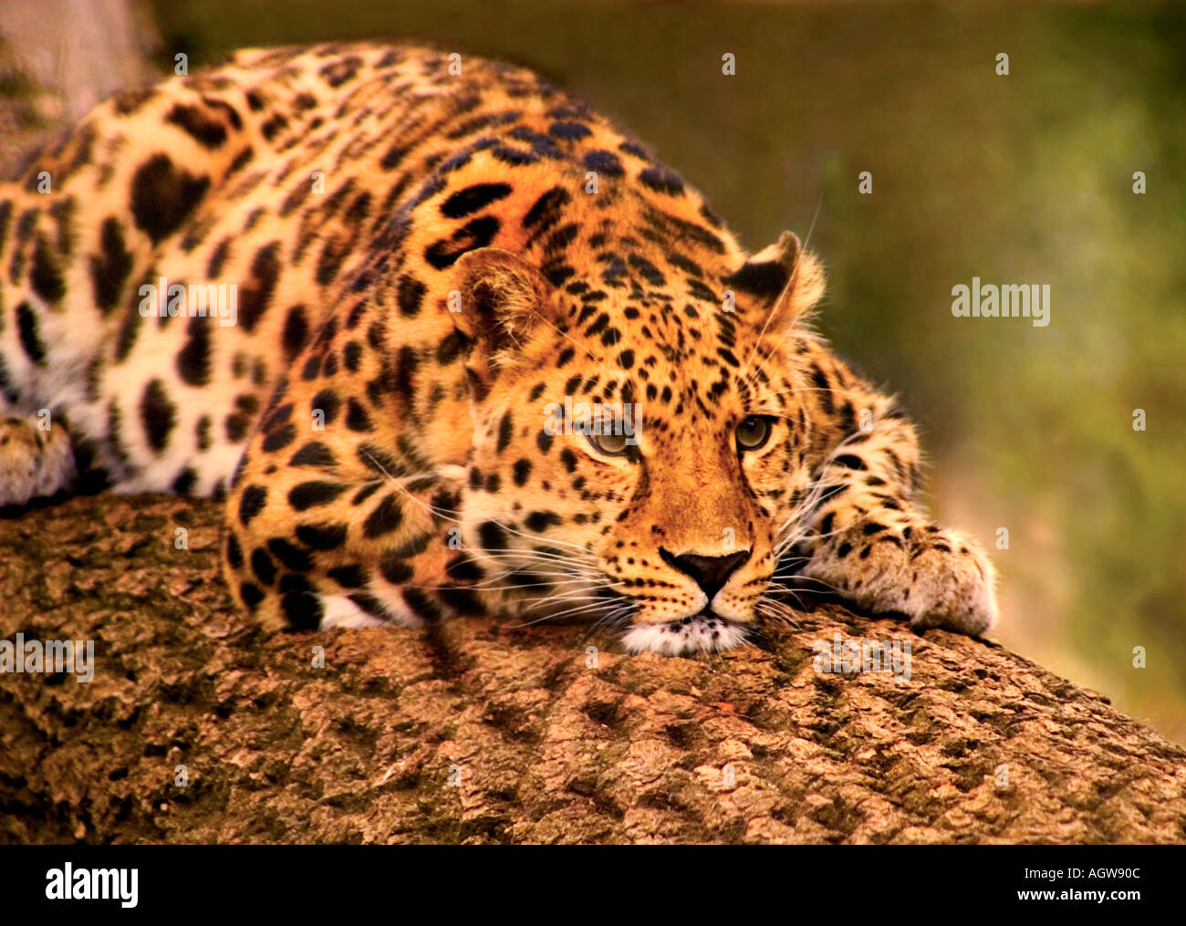 Leopard auf Log Tier wild Life-Natur vom Feinsten. Stockfoto