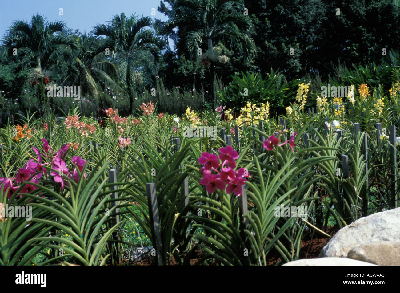 Orchid Garden Kuala Lumpur Malaysia Stockfoto