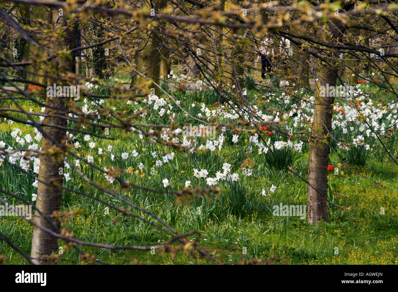 Frühlingsblumen auf dem Rücken bei Cambridge UK Stockfoto