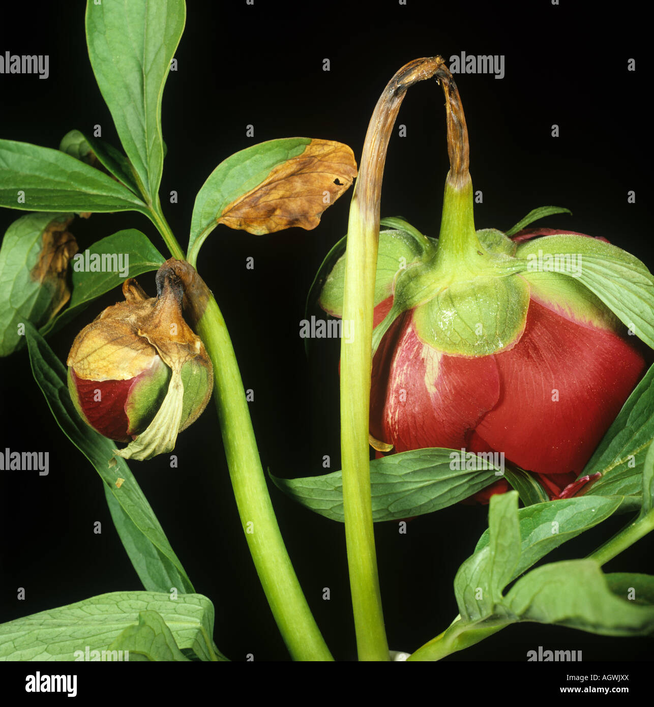 Pfingstrosen- oder Blütenfäule (Botrytis paeoniae) erkrankte Blütenknospen auf einer Pfingstrose Stockfoto