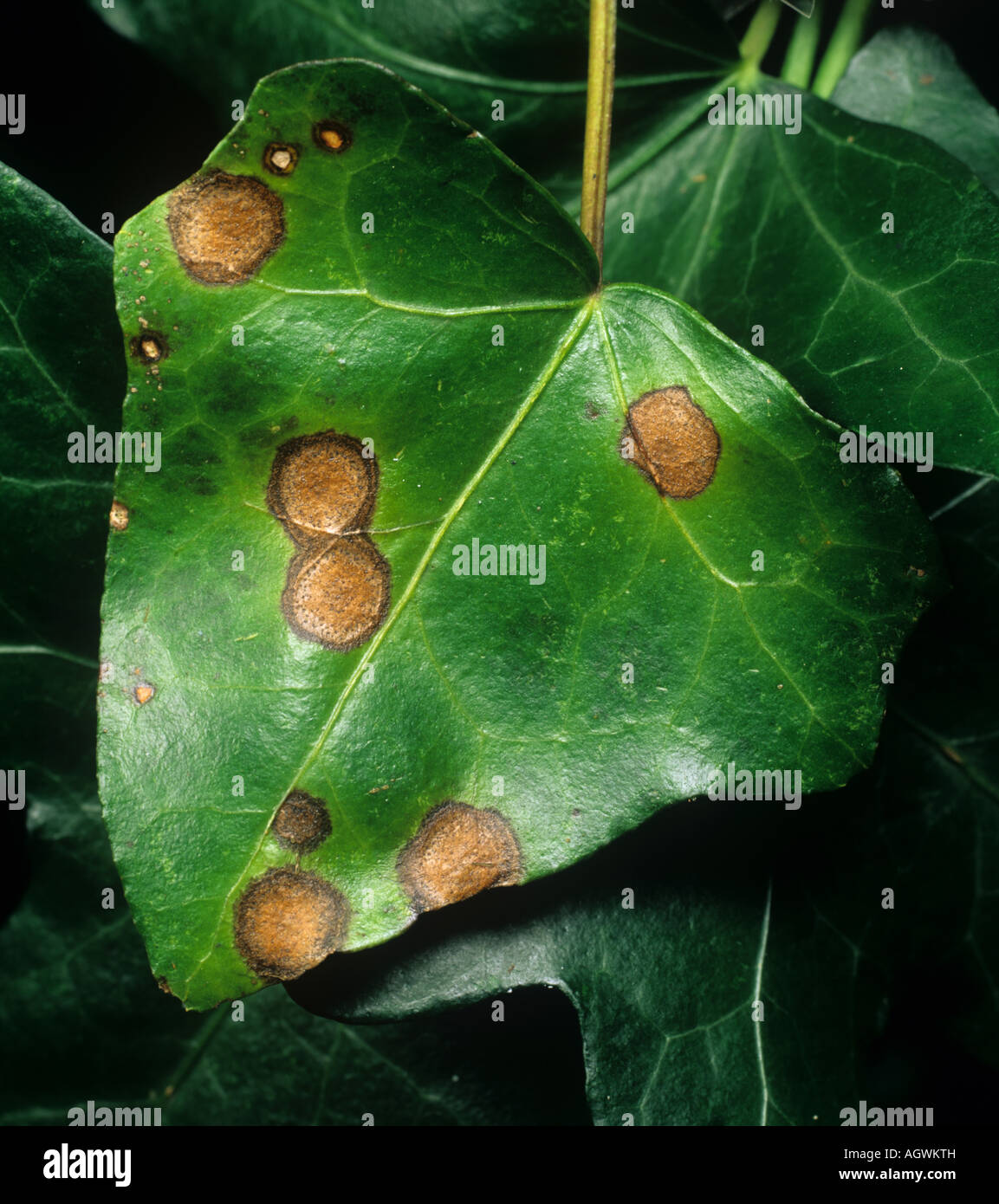 Unbesttigte Blattflecken mglicherweise einer der mehrere Pilze auf ein  Efeu Blatt Hedera helix Stockfotografie - Alamy