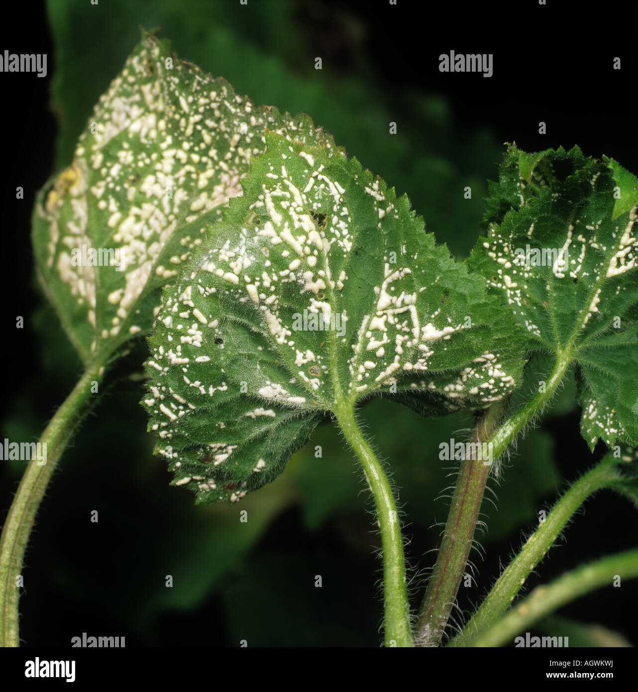 Weißer Rost Albugo Candida auf Ehrlichkeit Lunaria Annua Blatt Stockfoto