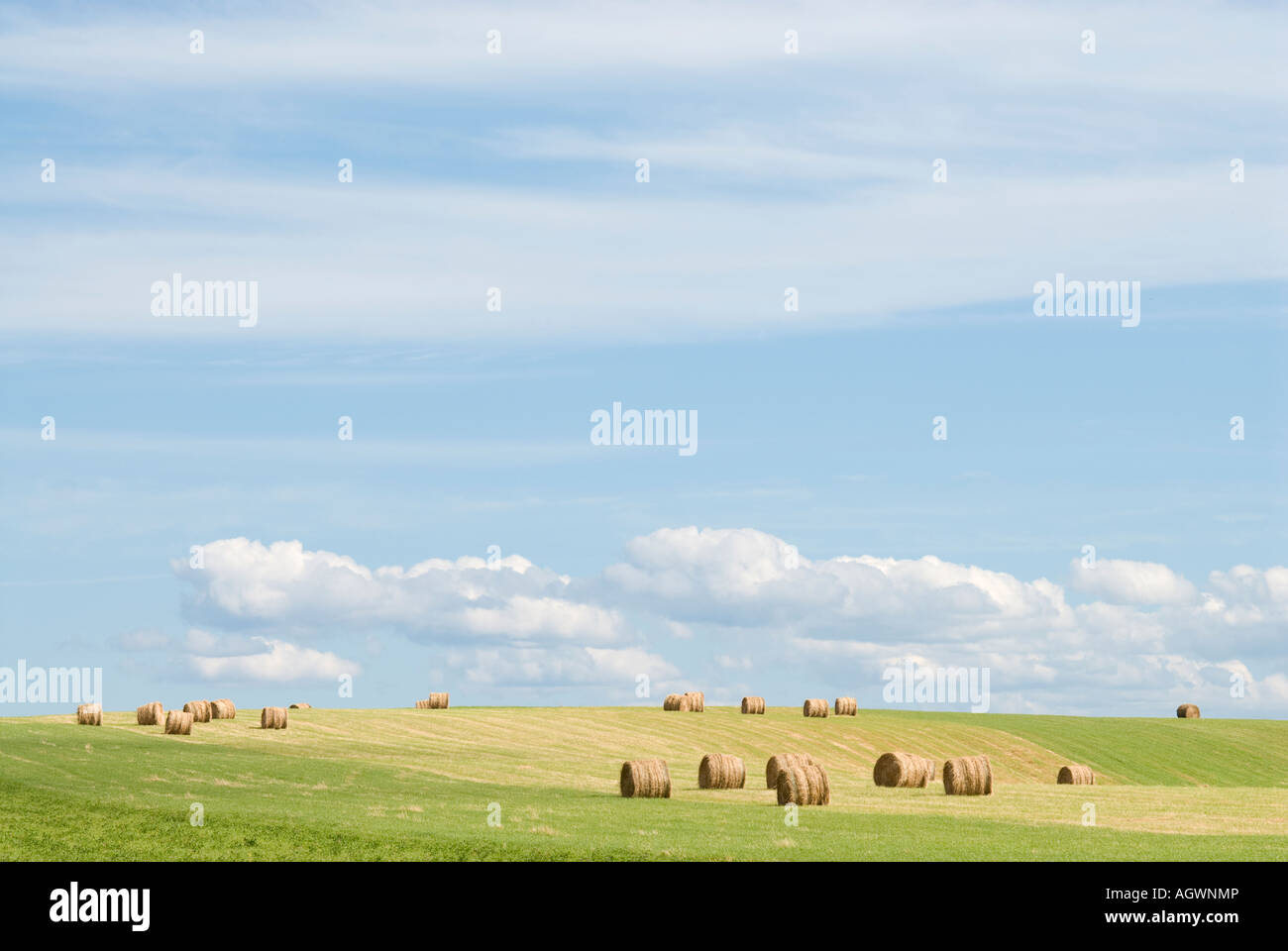 Heuwiesen entlang der Bay Of Fundy nördlich von Fundy Nationalpark Stockfoto