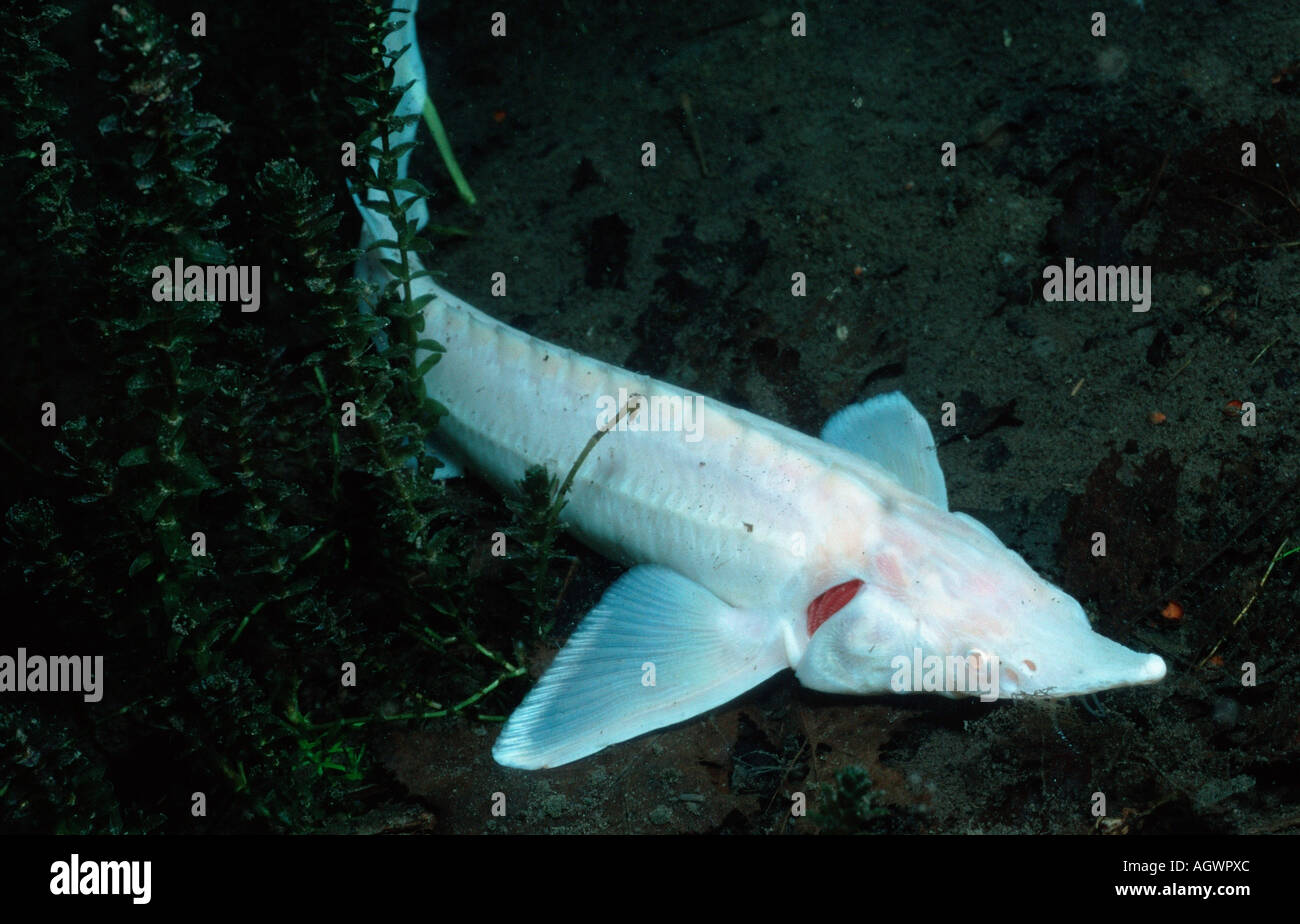 Albino stör -Fotos und -Bildmaterial in hoher Auflösung – Alamy