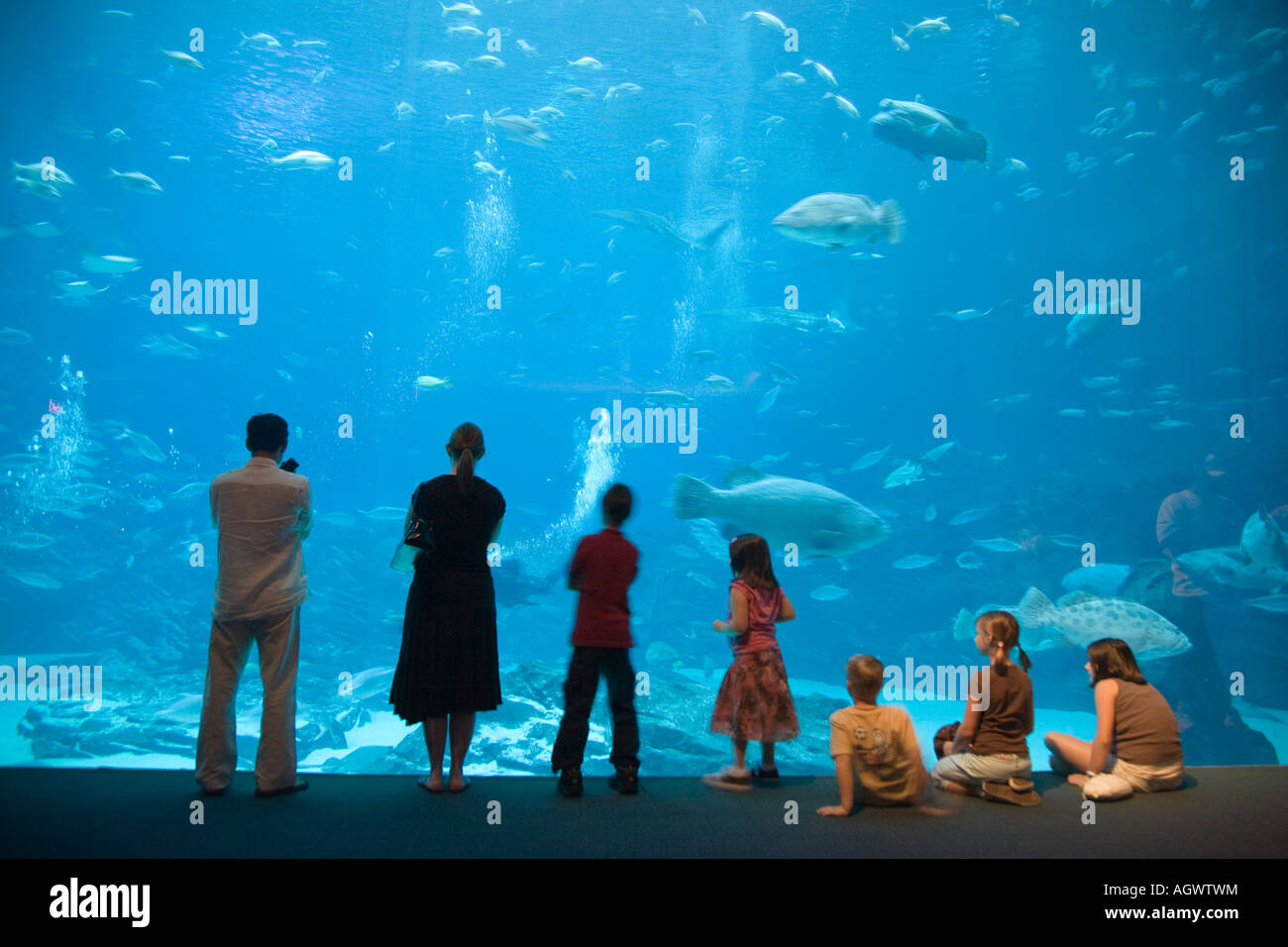 Familie sucht in den großen Tank im aquarium Stockfoto