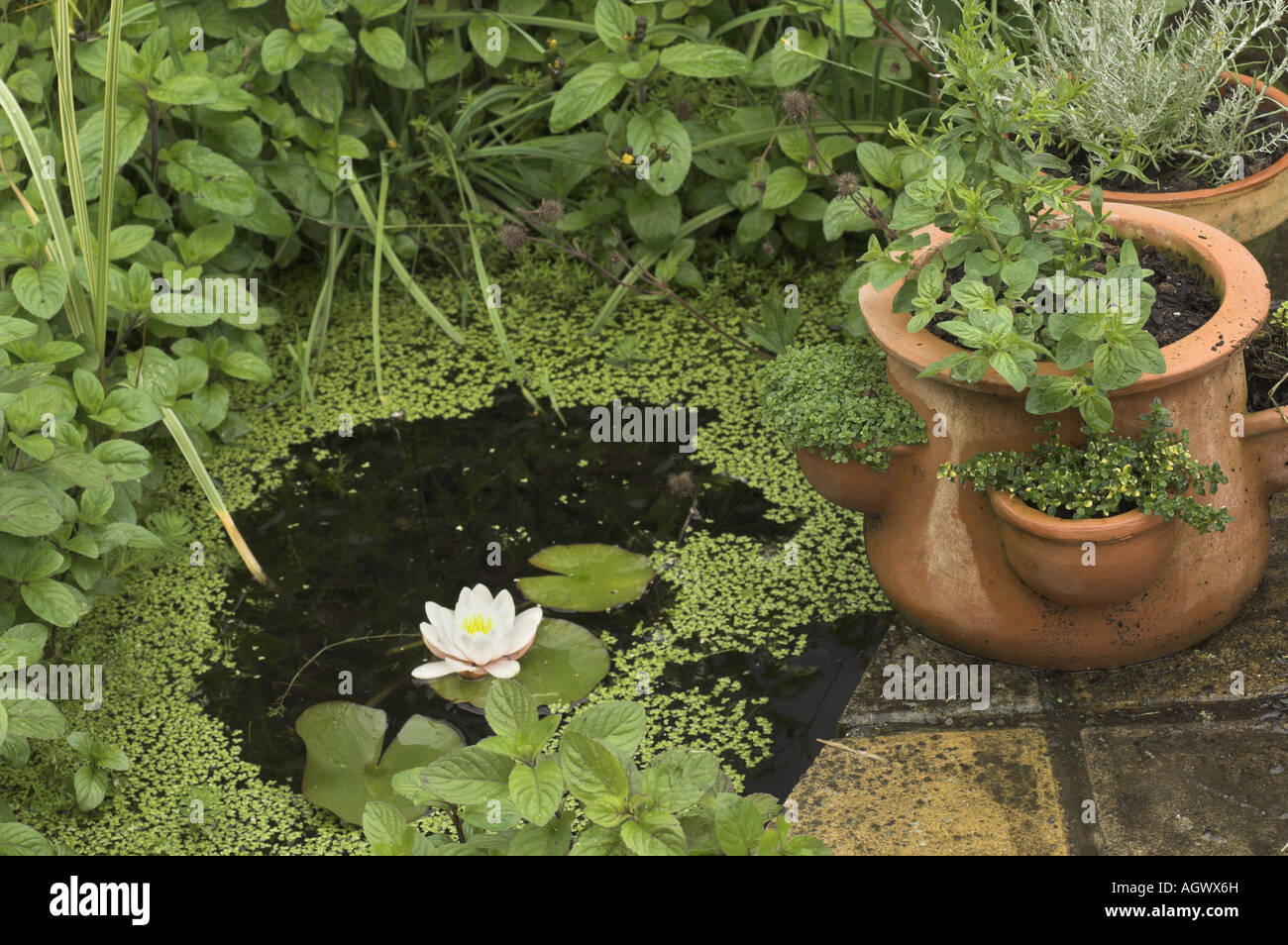 Terrasse des teiches Fotos und Bildmaterial in hoher Auflösung Alamy