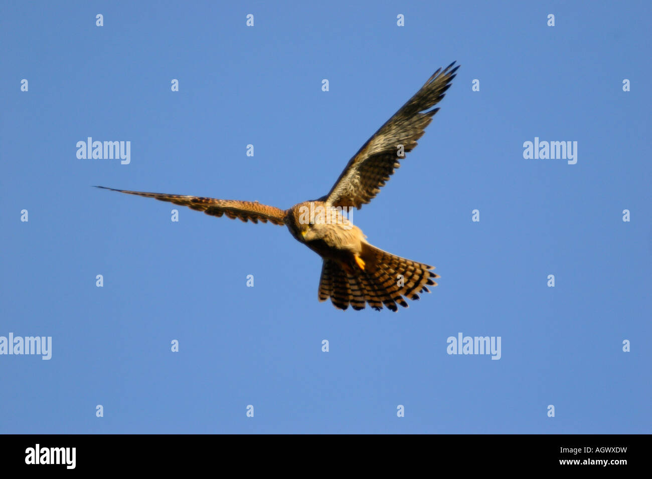 Horizontale Foto von einem schwebenden Kestrel Falco tinnunculus Stockfoto