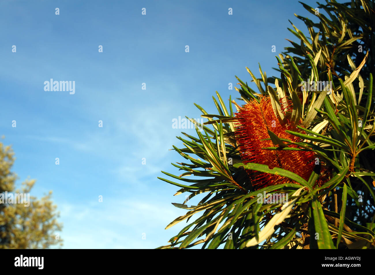 Blume des australischen einheimischen Baumes den Fluss Banksia Banksia Seminuda fand im südwestlichen Western Australia Stockfoto