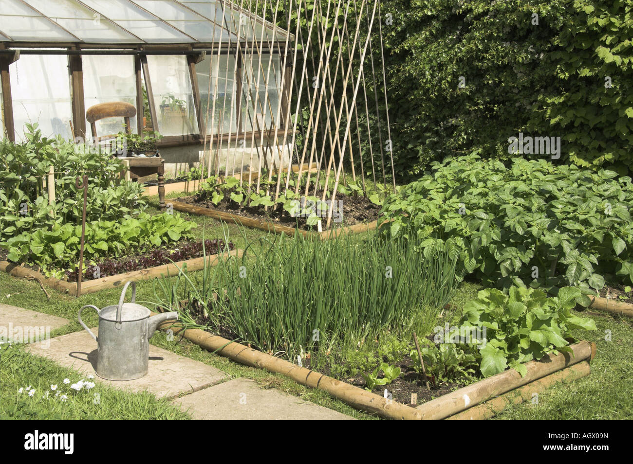 Kleiner Gemüsegarten mit kleinen Betten mit Salat und Gemüse ernten UK Mai Stockfoto