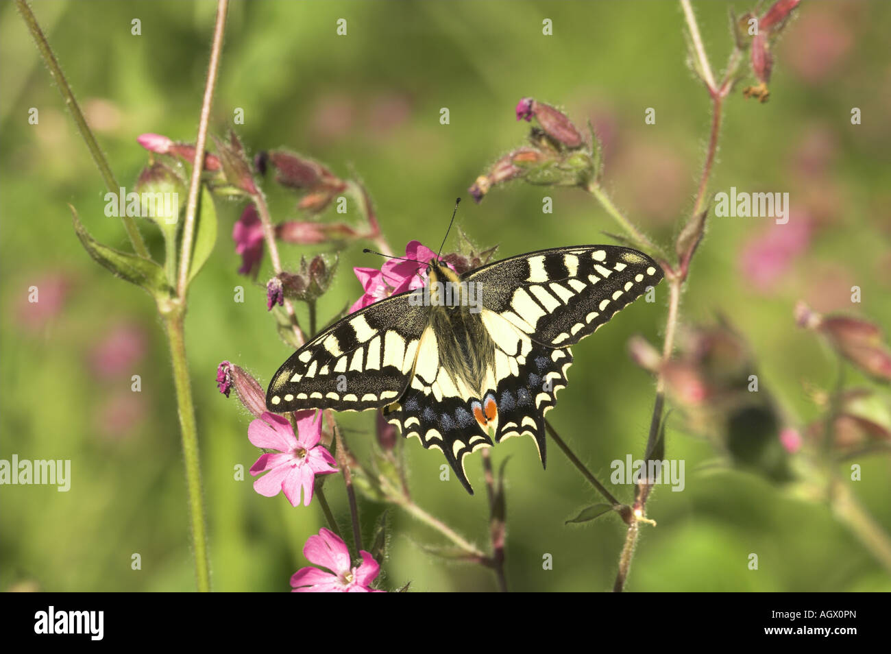 Schmetterling Schwalbenschwanz Papilio Machaon Ssp Britannicus Fütterung auf Red Campion Blumen Norfolk UK Juni Stockfoto