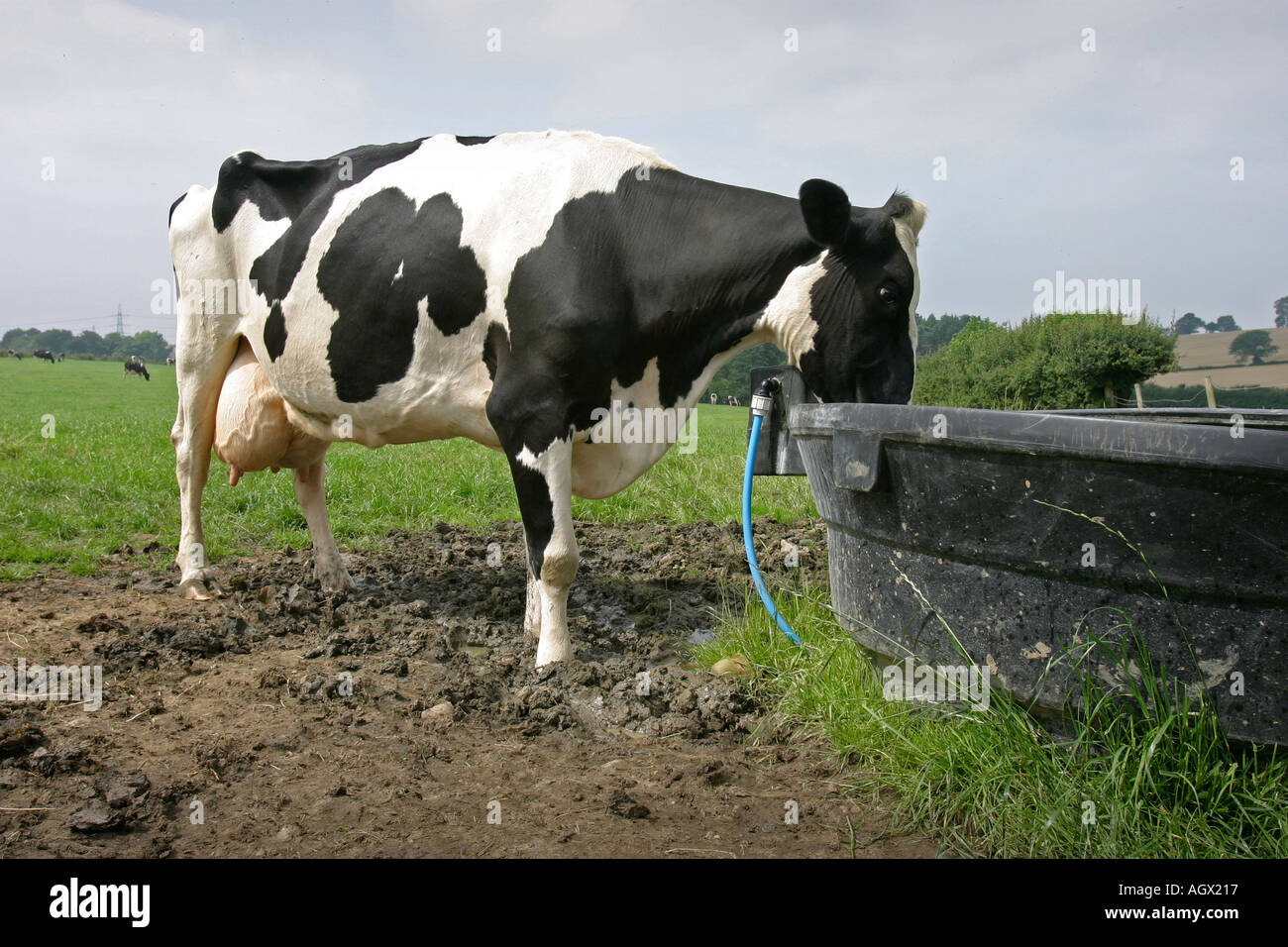 Holstein Kuh mit einem Drink bei einem Wassertrog und andere Weiden Rasen auf einem Bauernhof im Vereinigten Königreich Stockfoto