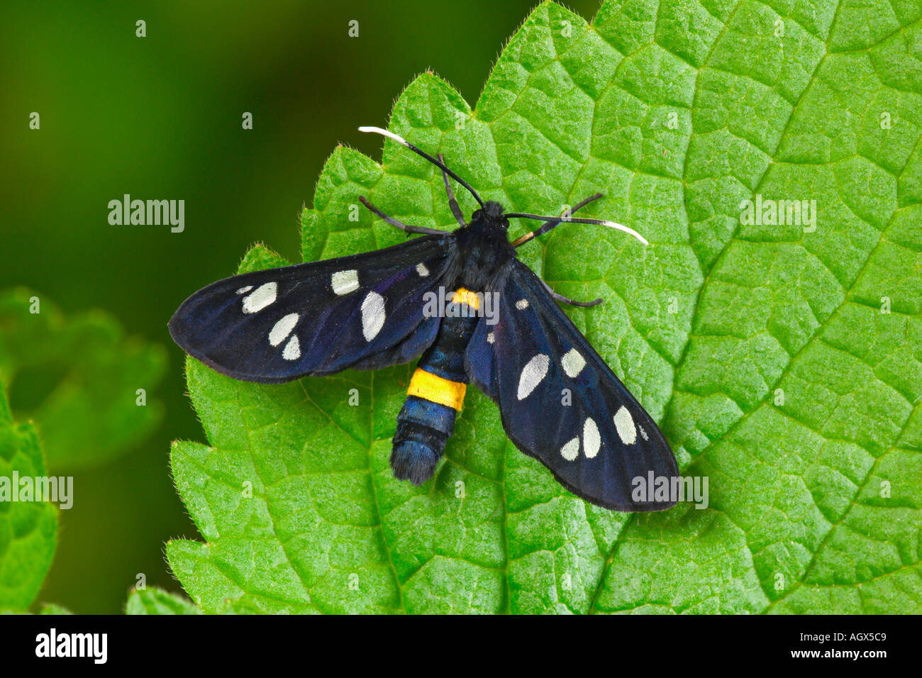 Die neun entdeckt Amata Phegea ruht auf Blatt Stockfoto