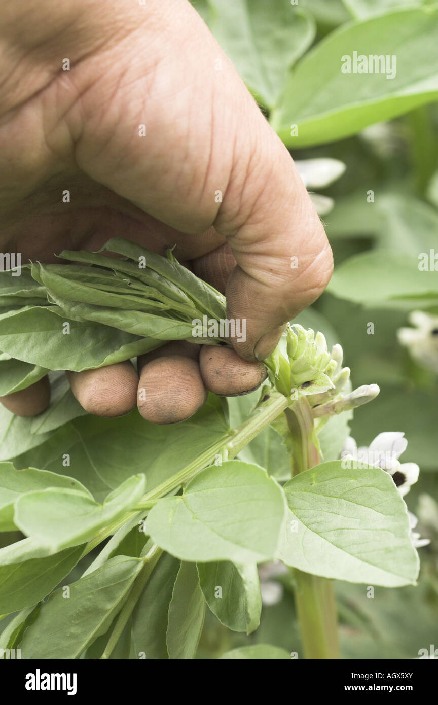 Gärtner schneiden, Spitzen der Saubohne Pflanzen gegen Blackfly Befall Vielzahl Aquadulce UK Juni Stockfoto