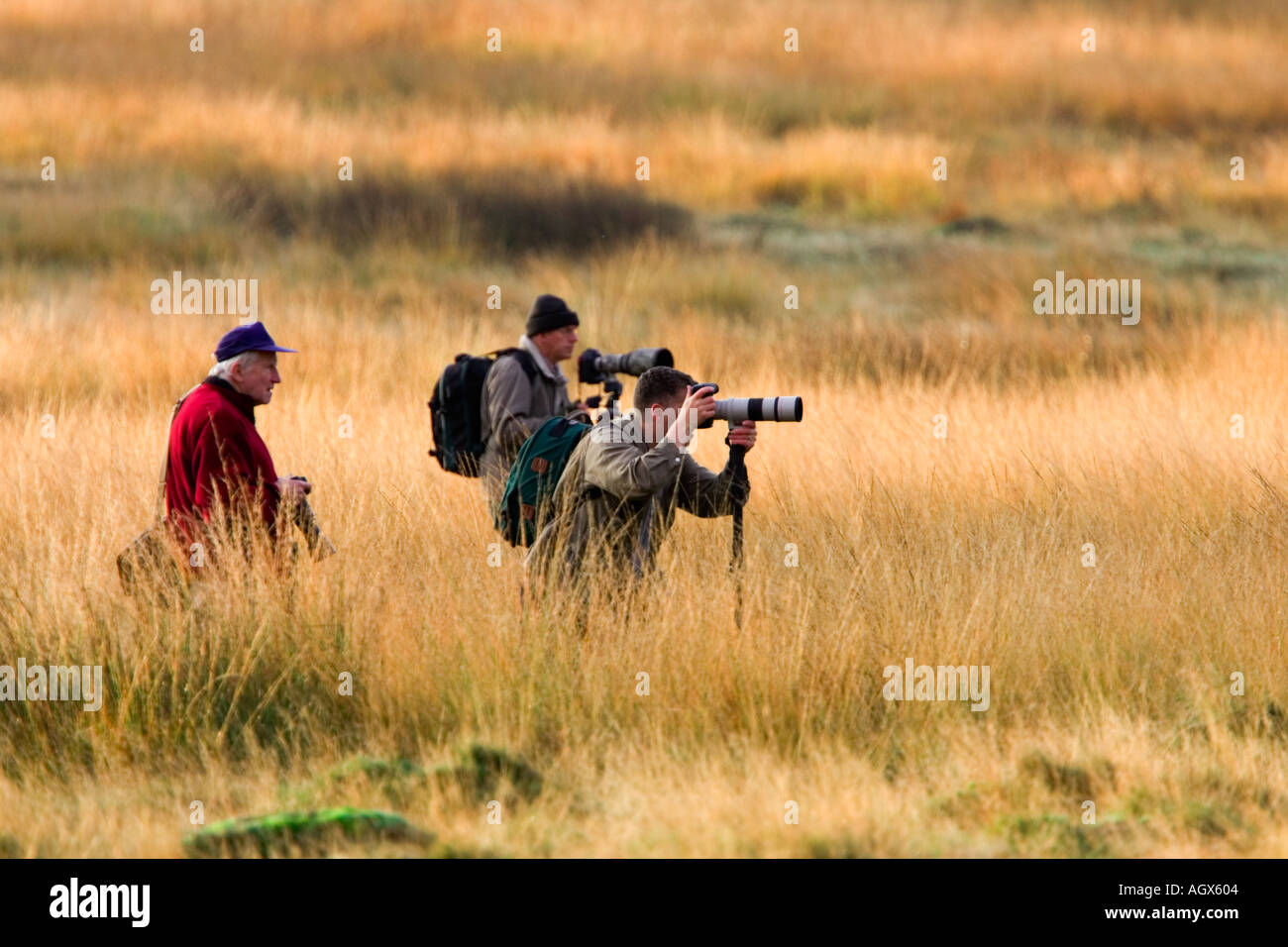 Männer mit Kameras und Einbeinstative stehen in langen Rasen fotografieren Hirsch Richmond Park in london Stockfoto