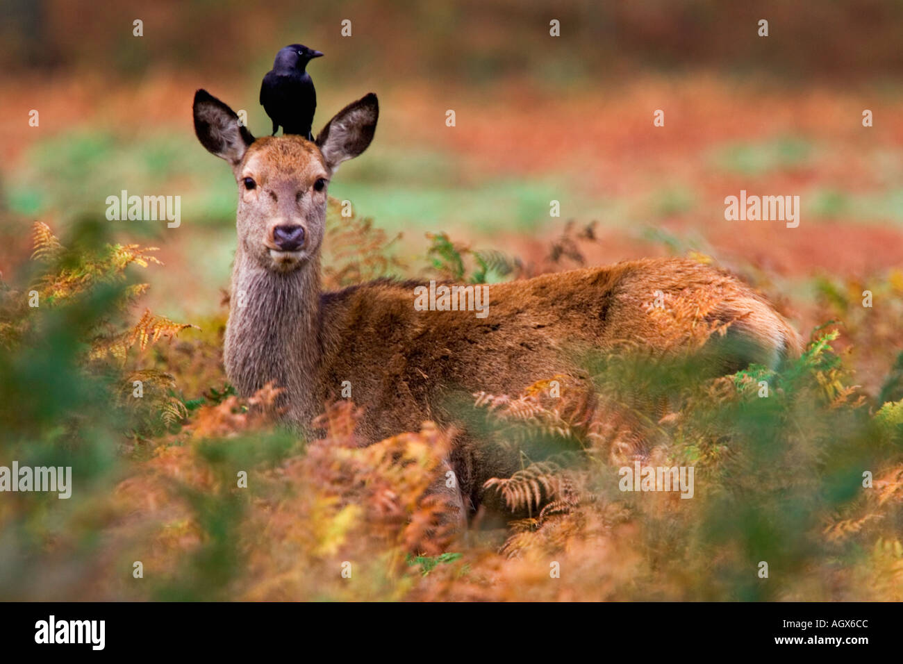 Rothirsch Cervus Elaphus Hind mit Dohle Corvus Monedula auf Kopf Warnung unter Bracken Richmond Park in London suchen Stockfoto