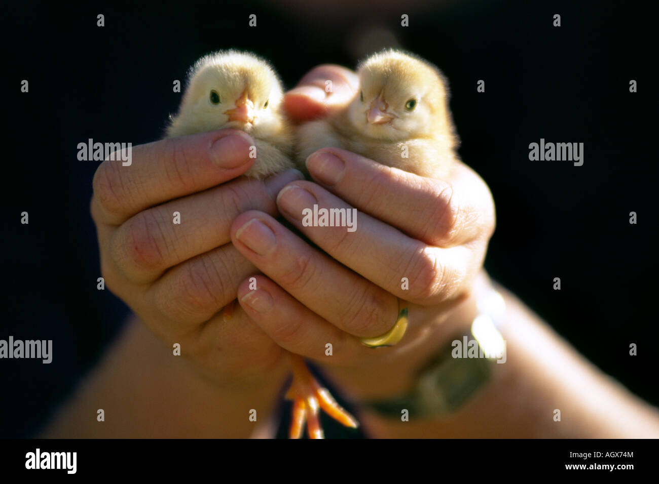 Zwei Küken in einer Frauenhand gehalten. Stockfoto