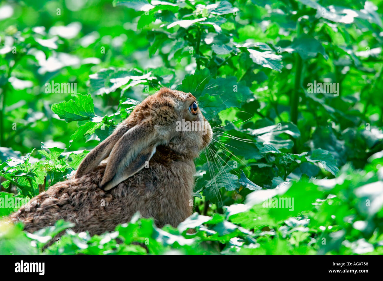 Brauner Hase Lepus Capensis verborgen im Deckel Therfield cambridgeshire Stockfoto