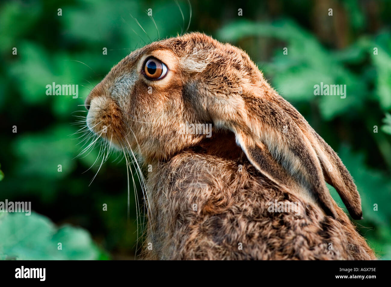 Brauner Hase Lepus Capensis Nahaufnahme Schuss des Kopfes mit Ohren zurück und schaut aufmerksam Therfield cambridgeshire Stockfoto