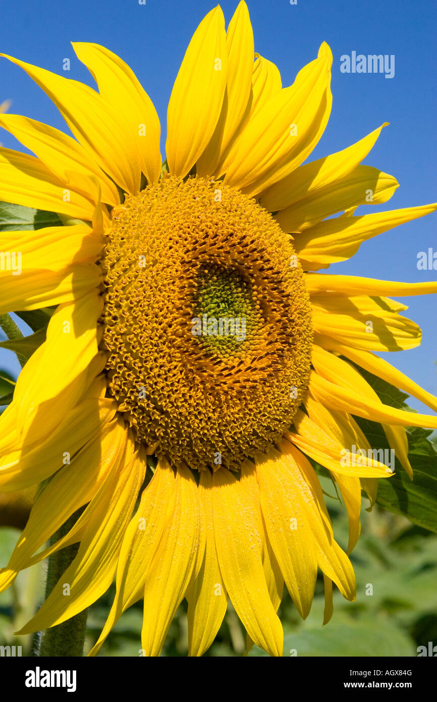 Eine Sonnenblume in Frankreich Stockfoto
