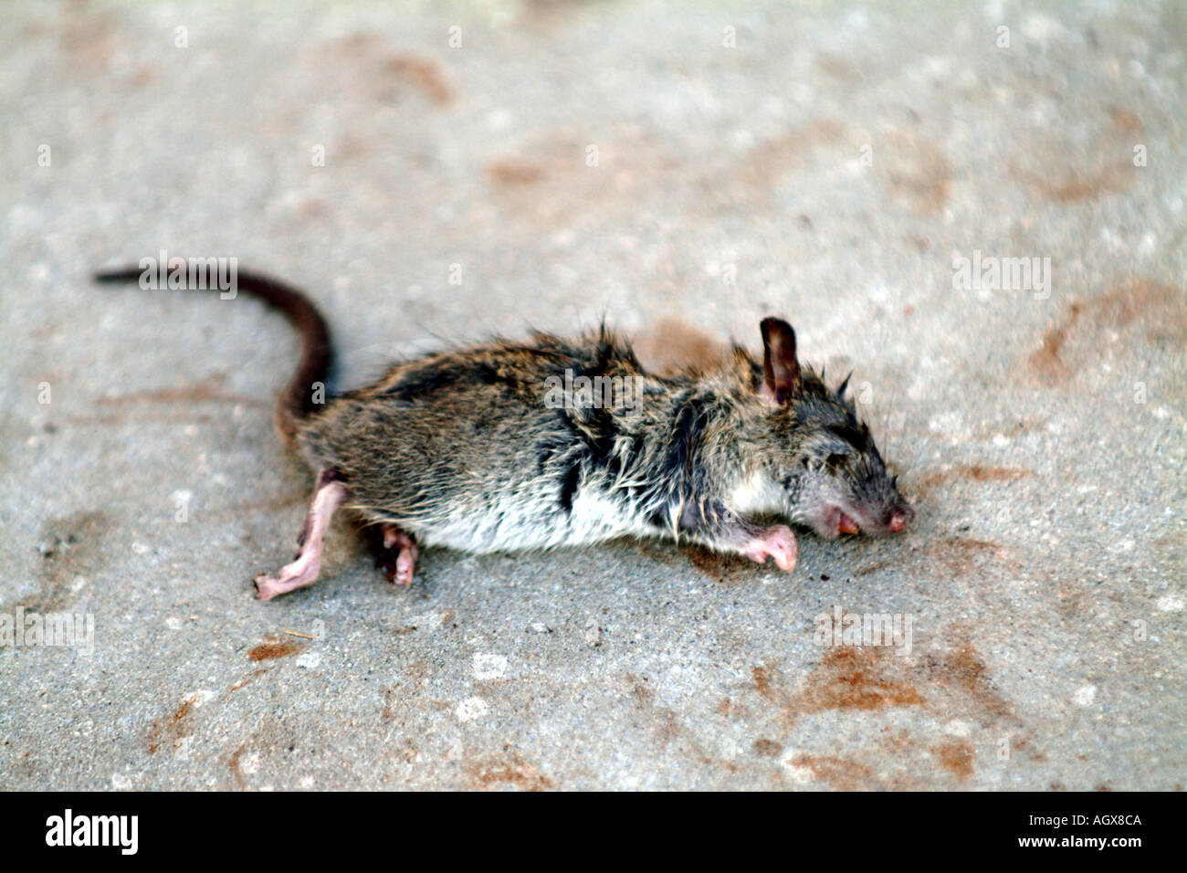 Ratte Rattus Norvegicus Tier tote Ratte Rattus Norvegicus Tier tot Nagetier Säugetier kleine Jugendliche vergiftet ertrunken Opfer stree Stockfoto
