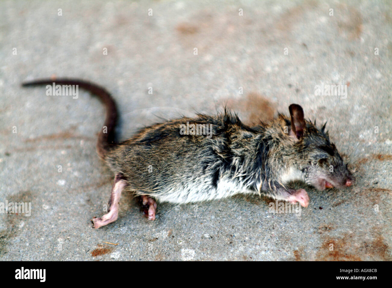Ratte Rattus Norvegicus Tier tot Stockfoto
