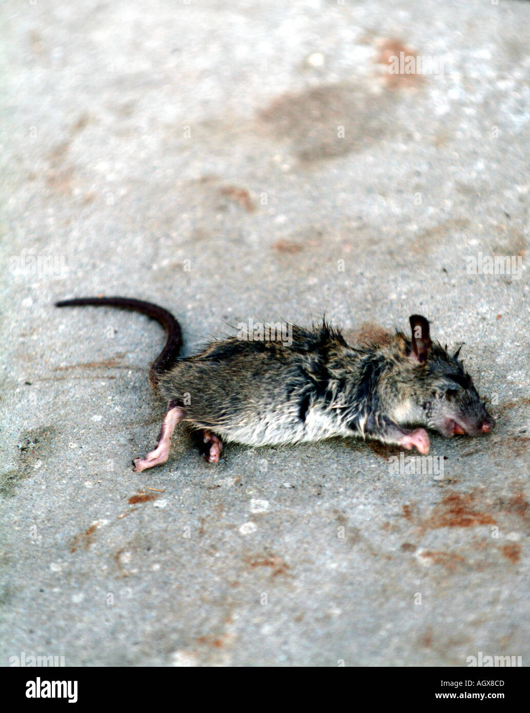 Ratte Ratten Rattus Norvegicus Tier tot Nagetier Säugetier kleine Jugendliche vergiftet ertrunken Opfer städtischen Straßenpflaster Ungeziefer Dreck Stockfoto