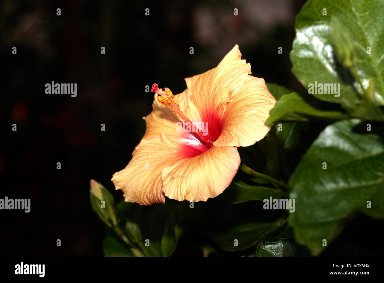 Küste Cottonwood/Baum Hibiskus - Hibiscus Tiliaceous-Familie Malvaceae Stockfoto