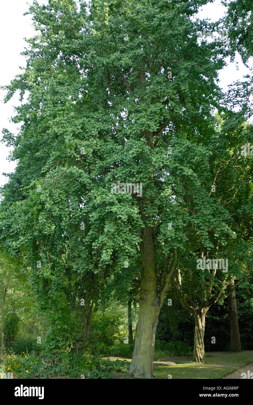 Ginkgo Biloba Baum Stockfoto