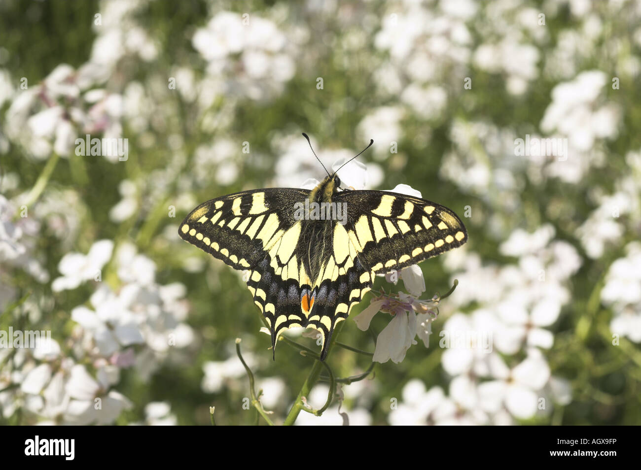 Schmetterling Schwalbenschwanz Papilio Machaon Ssp Britannicus Fütterung auf Dames violett Blumen Norfolk UK Juni Stockfoto