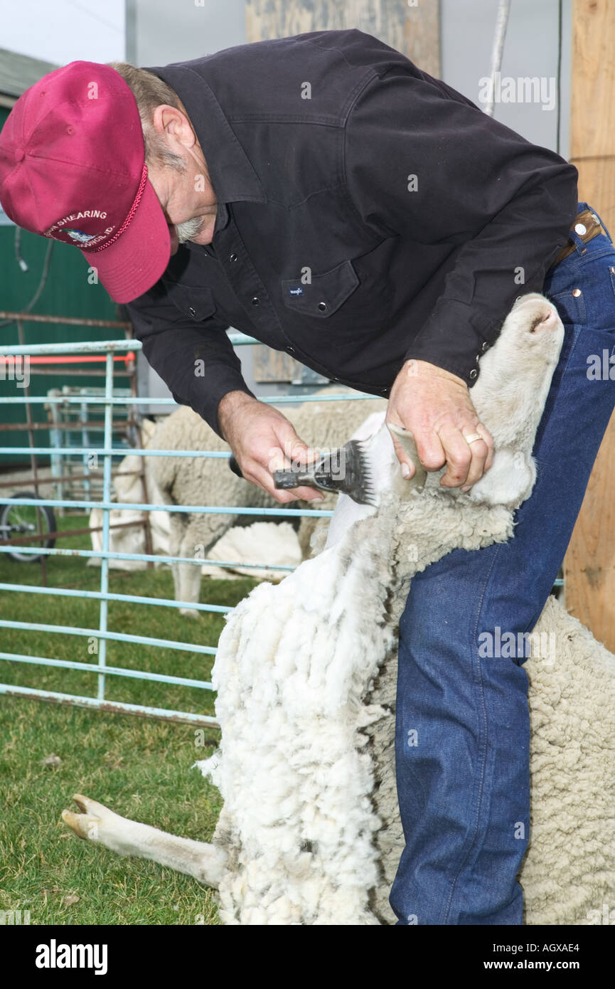 Schafschur Demonstration Trailing der Schafe Folklife Festival Blaine County Hailey Idaho USA Stockfoto