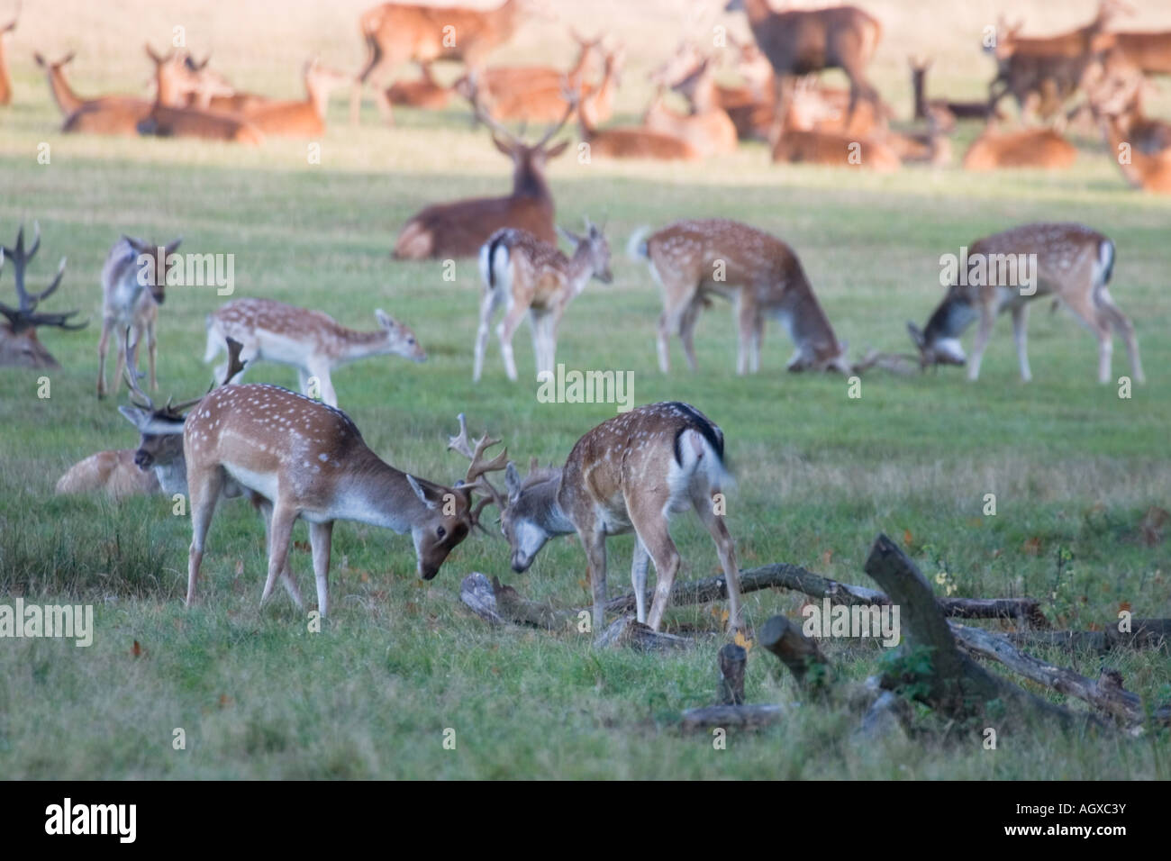 Herde von Hirschen Richmond Park in London UK Stockfoto