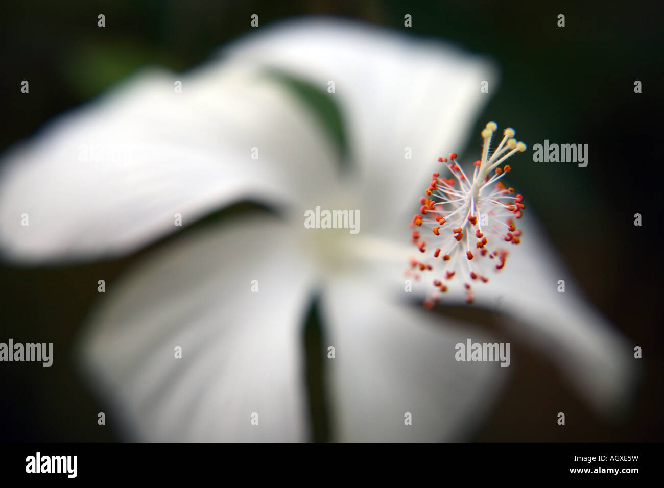 Nahaufnahme der Staubblätter einer weißen Blume Stockfoto