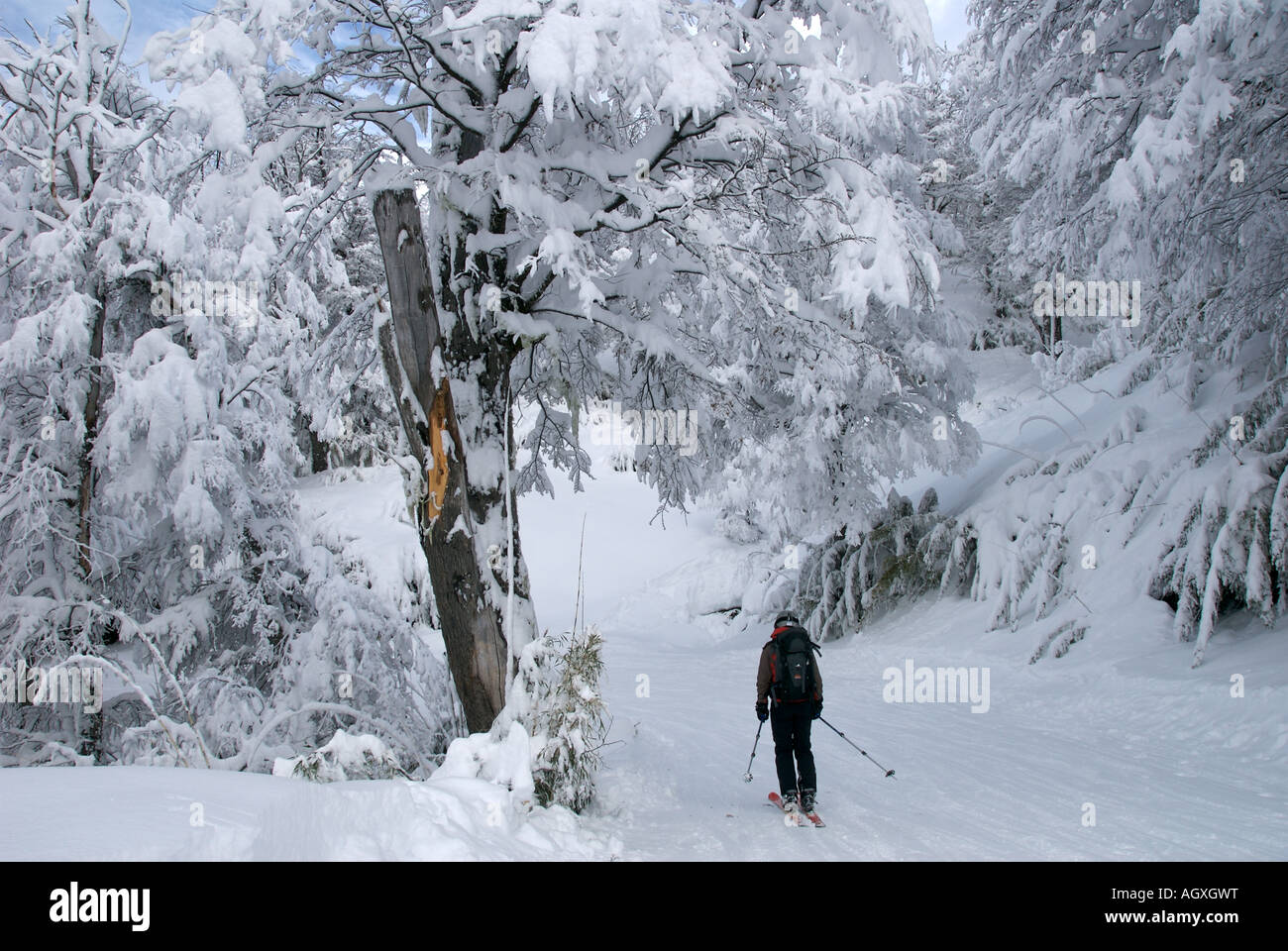 Skifahrer im Wald nach einem Schneefall in Cerro Catedral Argentinien Stockfoto