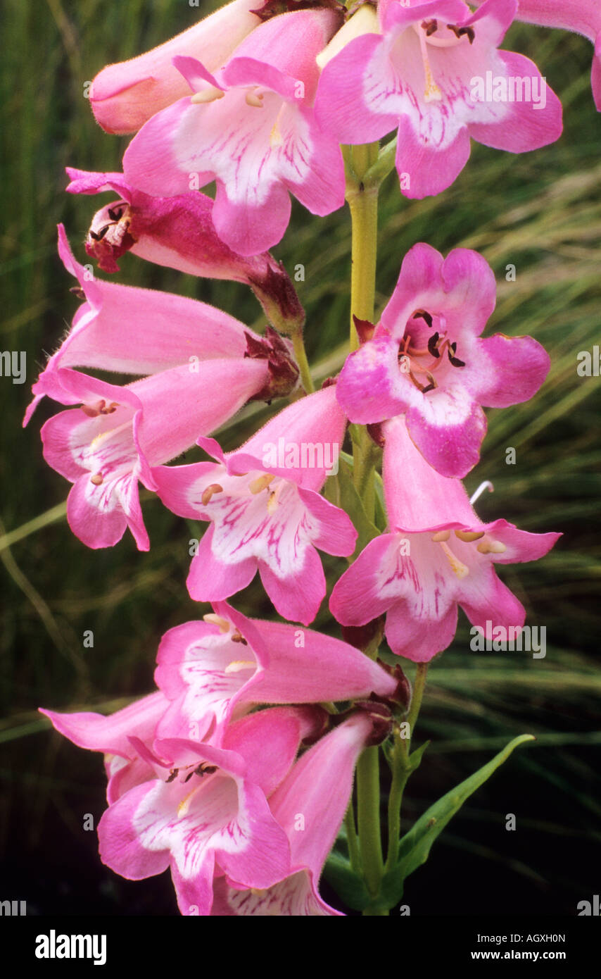 Penstemon 'Fujiyama' rosa Blume Garten Pflanzenzucht Bartfaden Stockfoto