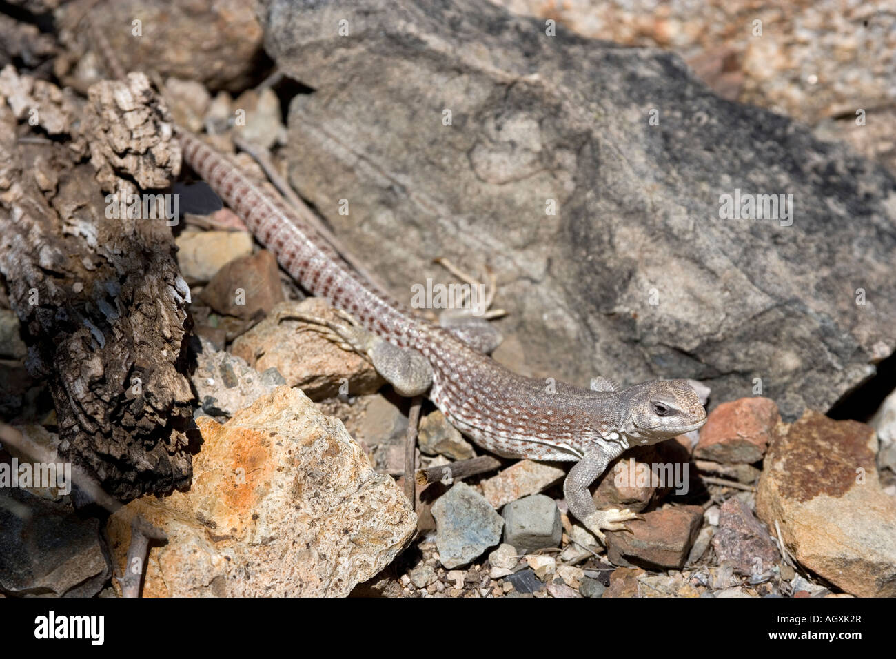 Tucson-Arizona Sonora Desert Museum Stockfoto