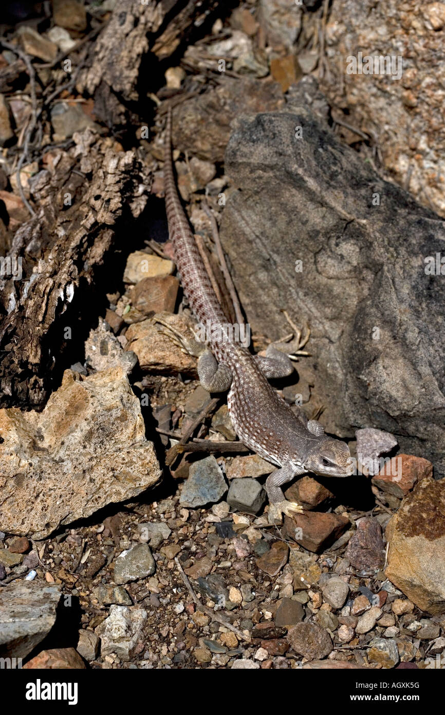 Eidechse Sonora Desert Museum Tucson Arizona Stockfoto