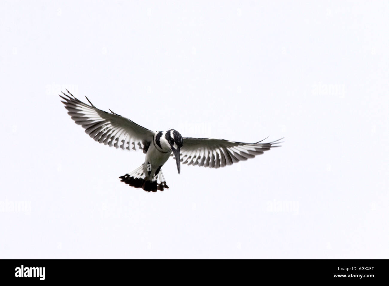 Pied Kingfisher, Ceryle Rudis im Flug Stockfoto