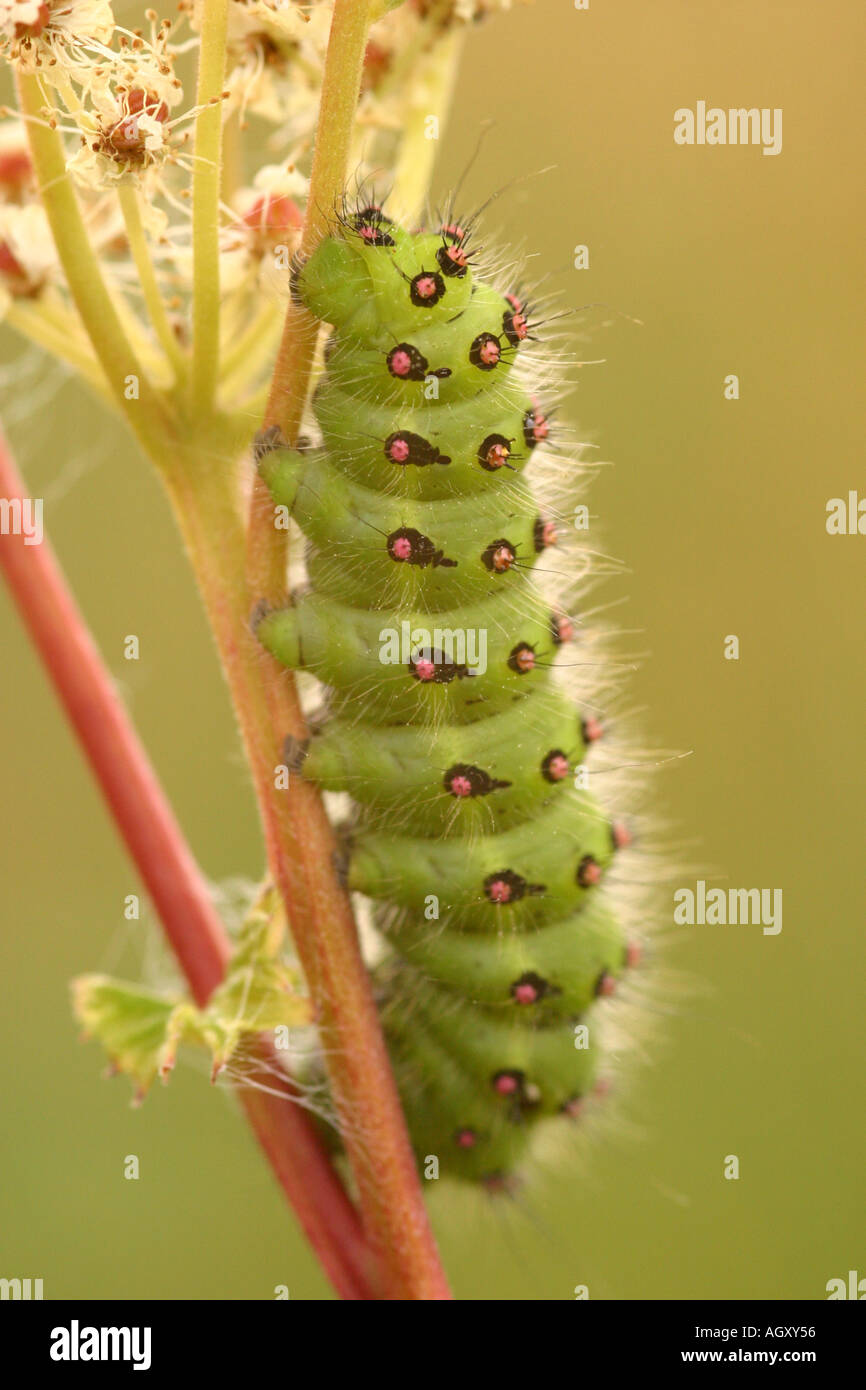 Kaiser-Motte Caterpillar Saturnia pavonia Stockfoto