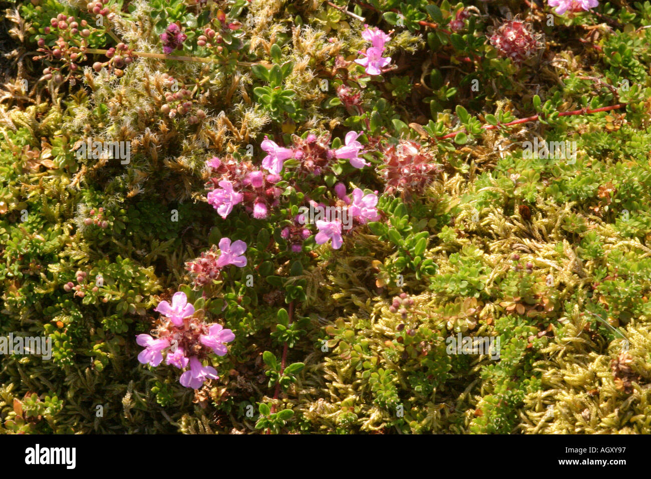 Heidekraut oder Ling Calluna Vulgaris Isle of mull, Schottland Stockfoto