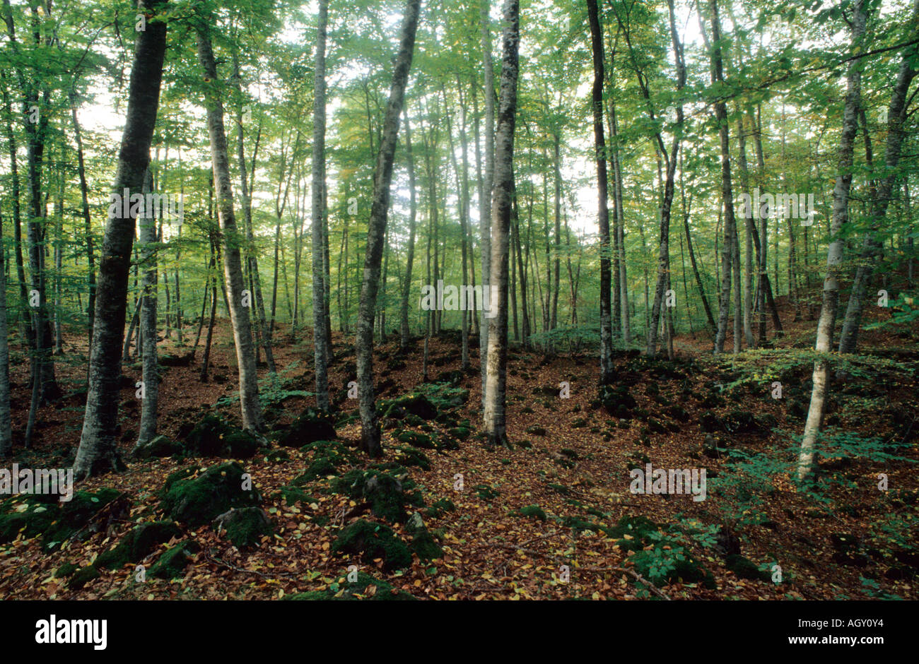 Fageda d ' en Jordà Beechwood La Garrotxa Vulkangebiet natürlichen Park Olot Girona Provinz Katalonien Spanien Stockfoto