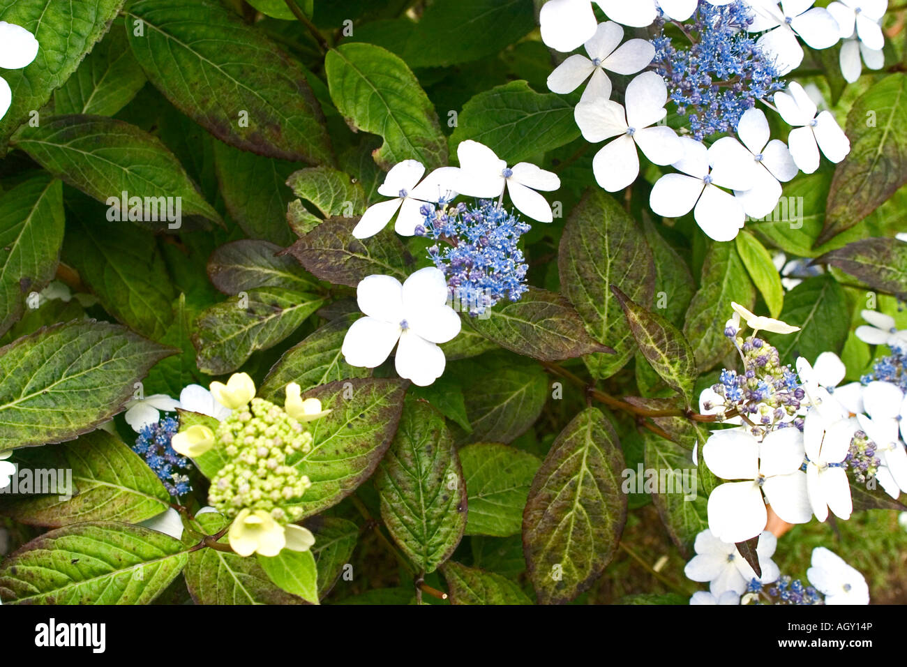 Blaue und weiße Blumen fotografiert in Glendale, Isle Of Skye, Schottland Stockfoto