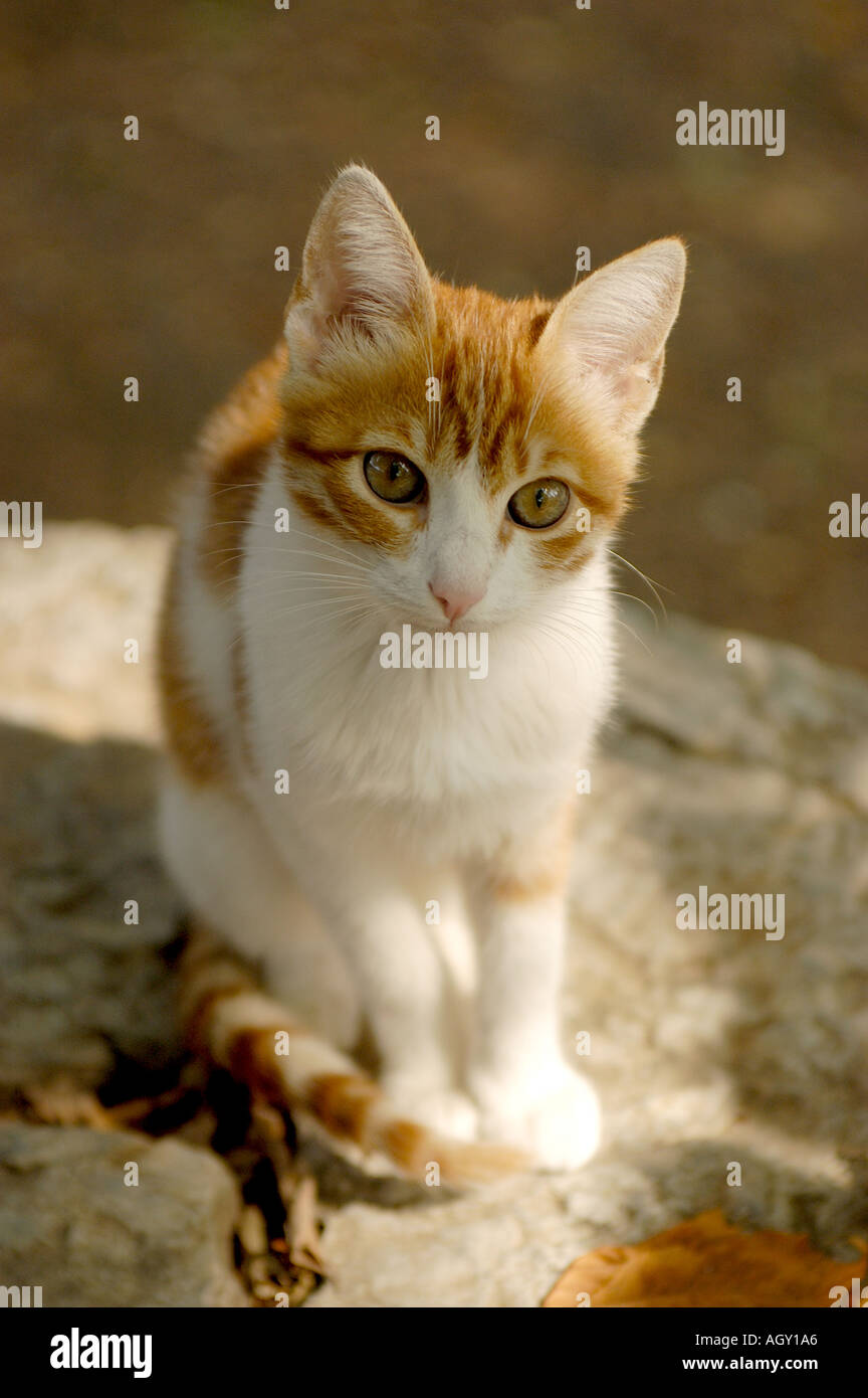 Berühmte türkische Katze von Van Stockfoto