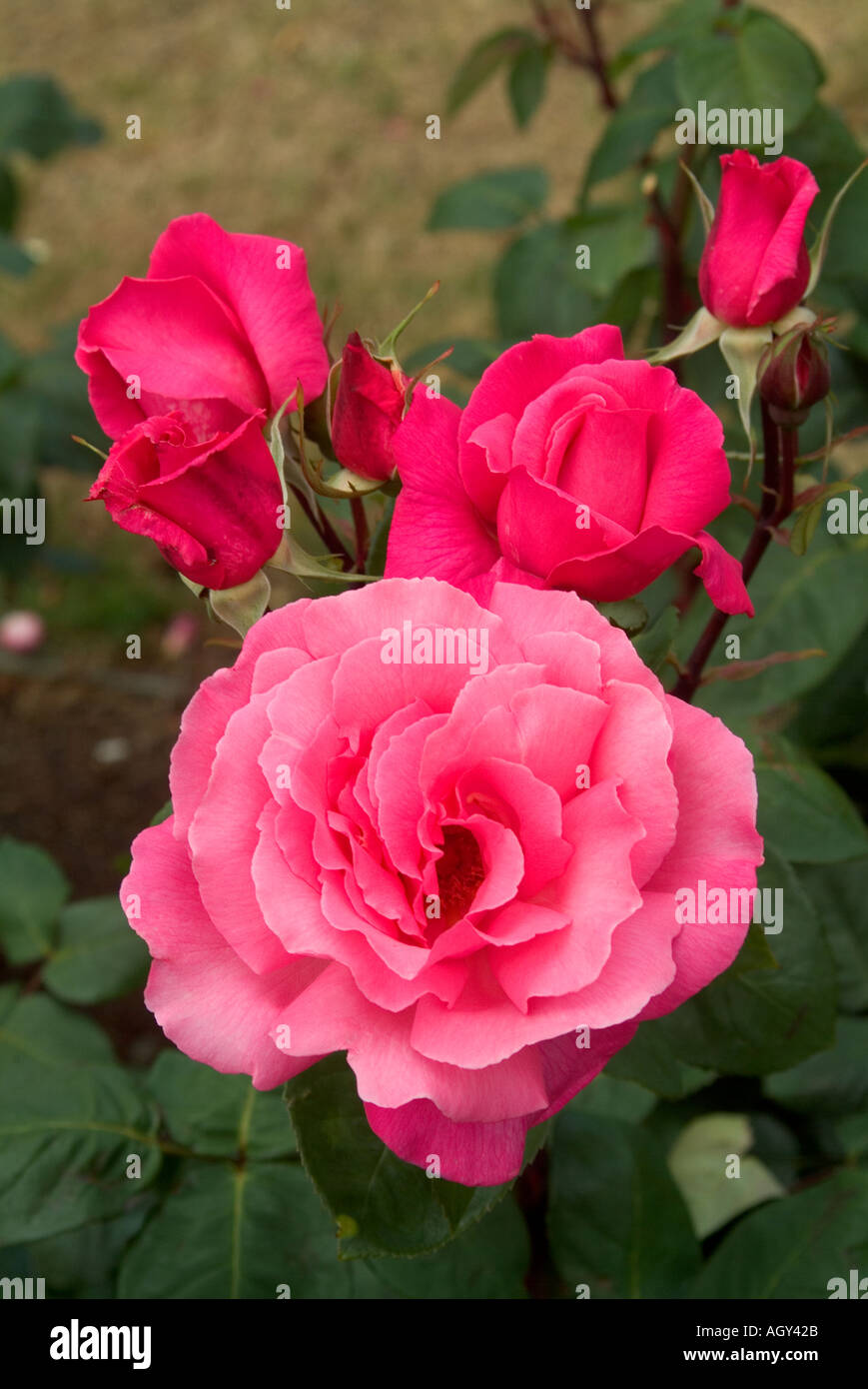 Rosen in voller Blüte Rosa Seide Vielfalt Stockfoto