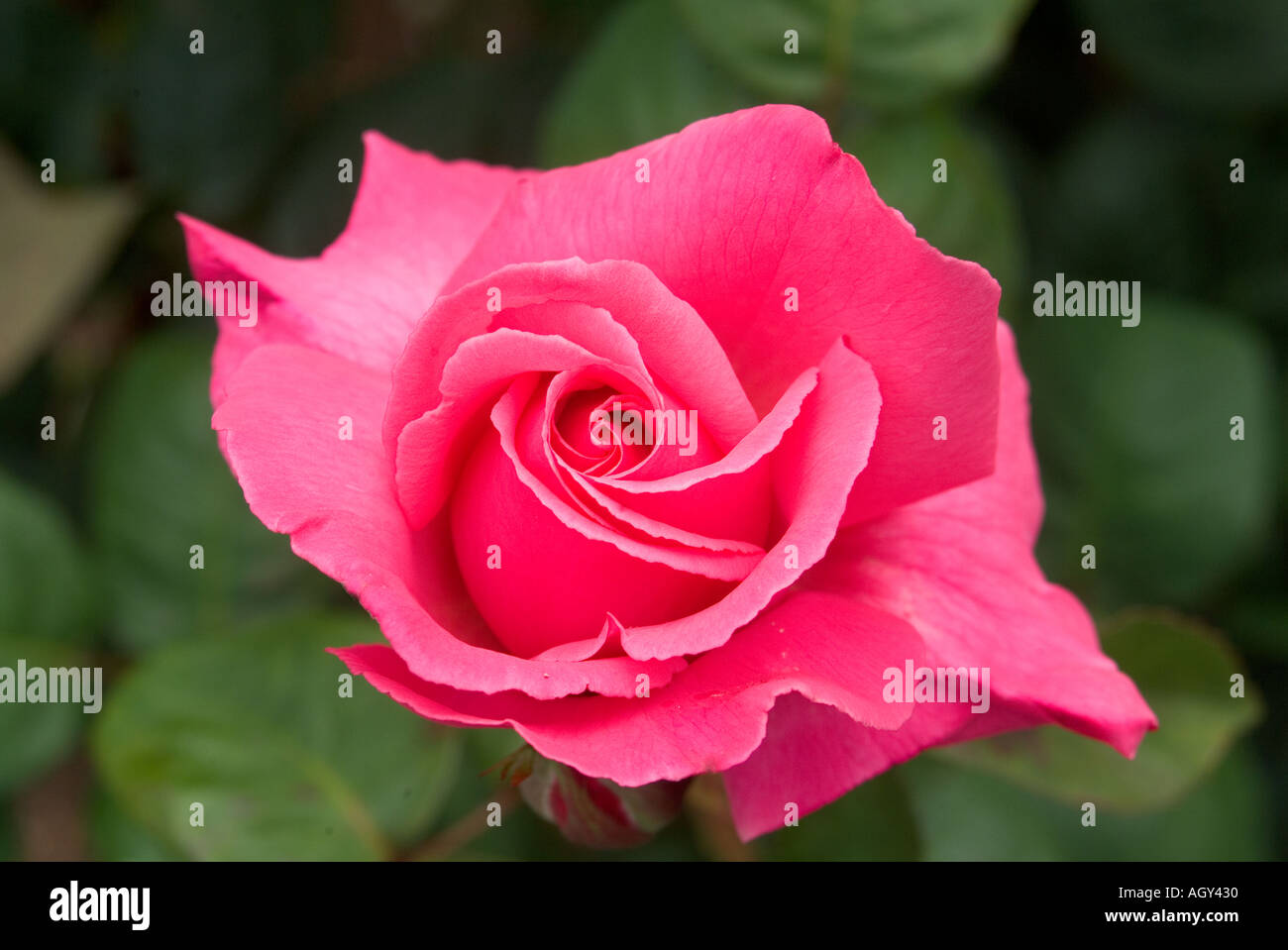 Rosen in voller Blüte Rosa Seide Vielfalt Stockfoto