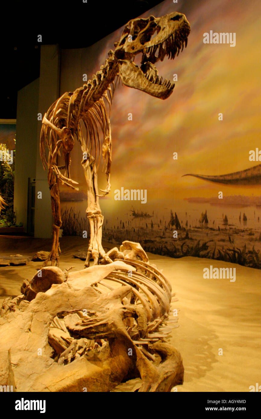 Porträt von lebensgroßen Nachbildung der Skelettstruktur von Albertosaurus schwebt über Beute-Royal Tyrrell Museum in Drumheller, Alberta Stockfoto