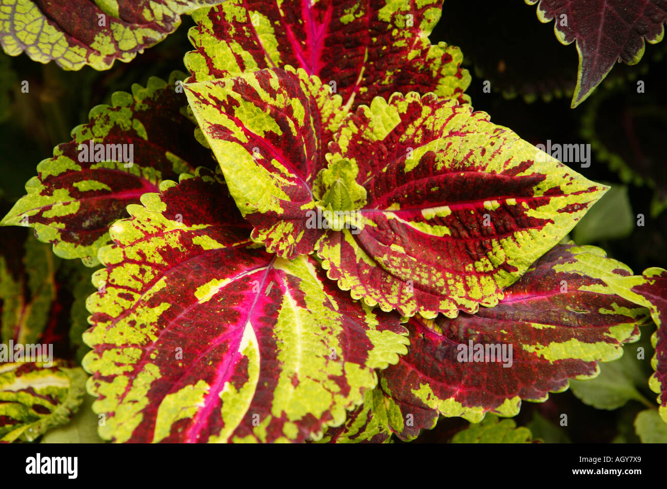 Pflanze, Coleus Blumei, Cóleo, Solenostemon, Kontrast, braun, rosa, rot