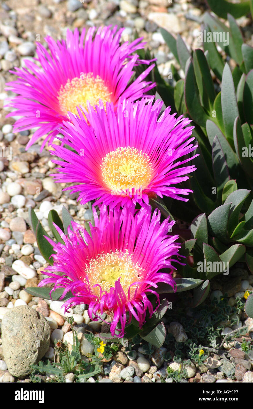 Blume des Kaktus, Khoi Edulis, Botanik, Blume, Natur Stockfoto